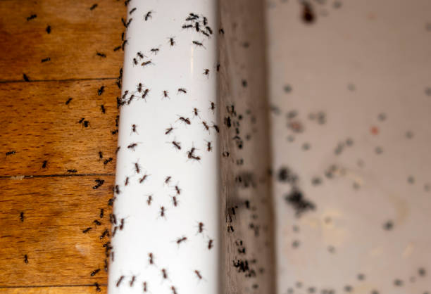 Pest Prevention Services in Yosemite Lakes, CA