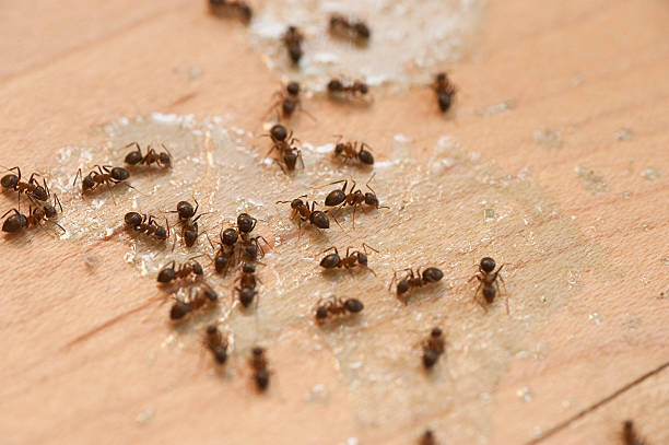 Trusted Yosemite Lakes, CA Pest Control Experts