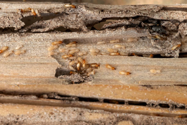 Best Affordable Pest Control Services  in Yosemite Lakes, CA
