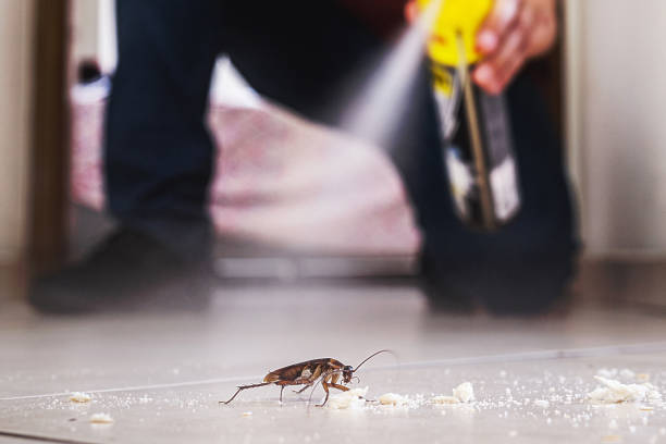 Best Ant Control Services  in Yosemite Lakes, CA